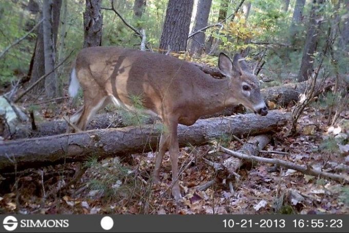 Simmons Trail Camera in Use