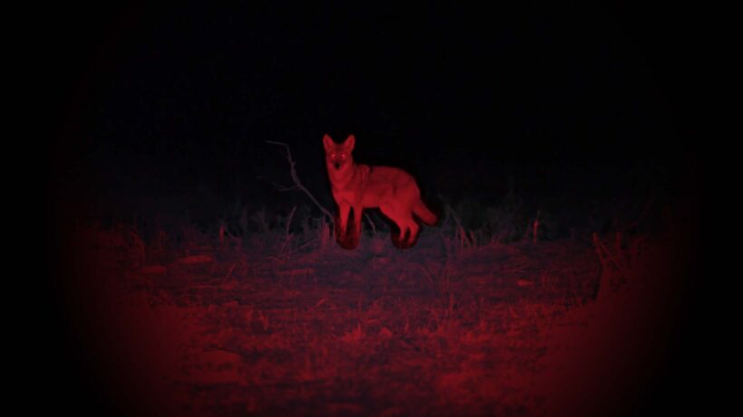 Best Lights For Coyote Hunting At Night